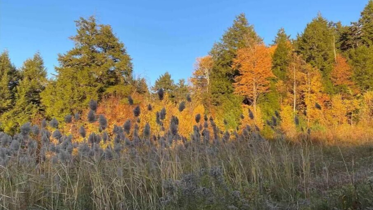 Photo of Others in Brownsville