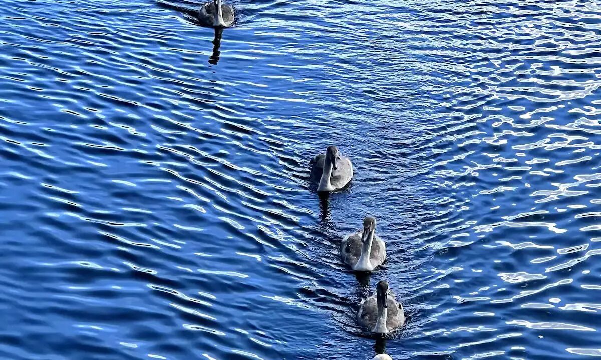 Photo of Others in Bruntsfield