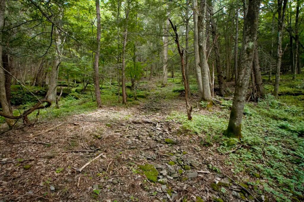 Photo of Outdoor in Arkville