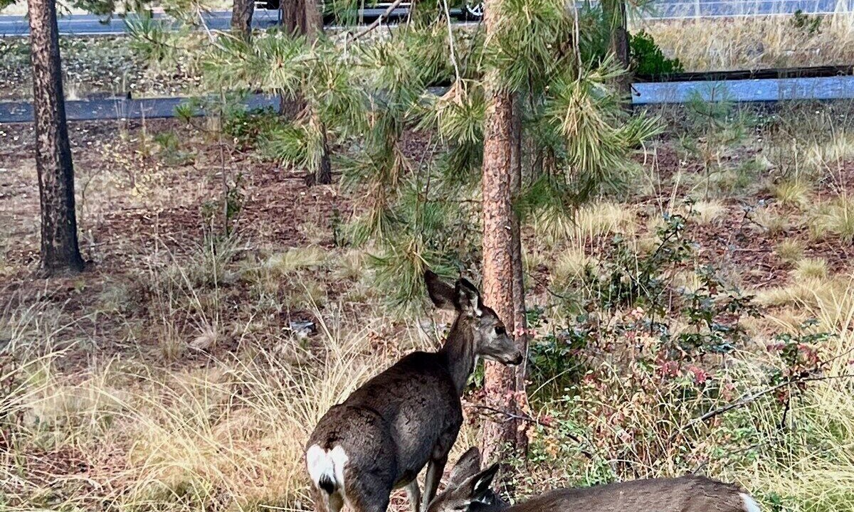 Photo of Others in Tennis Village