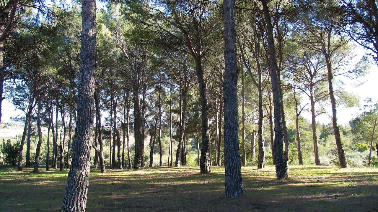 Photo of Others in Valls