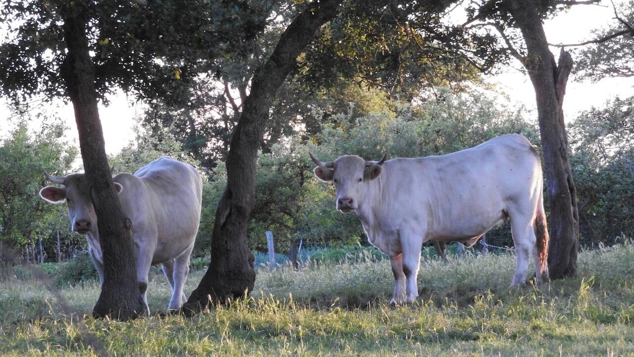 Photo of Outdoor in Nueil-les-Aubiers