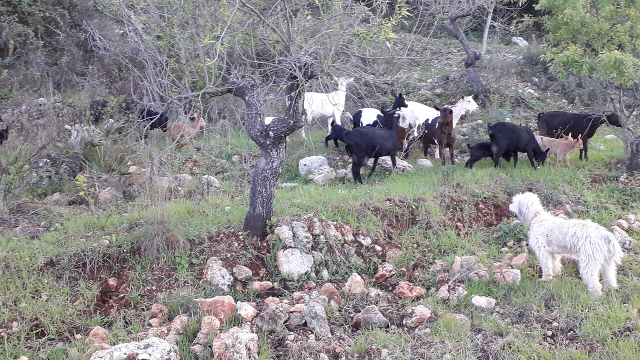 Photo of Others in La Vall de Laguar