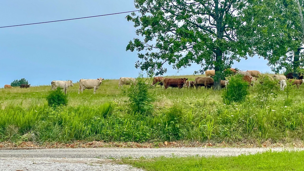 Photo of Outdoor in Yellville