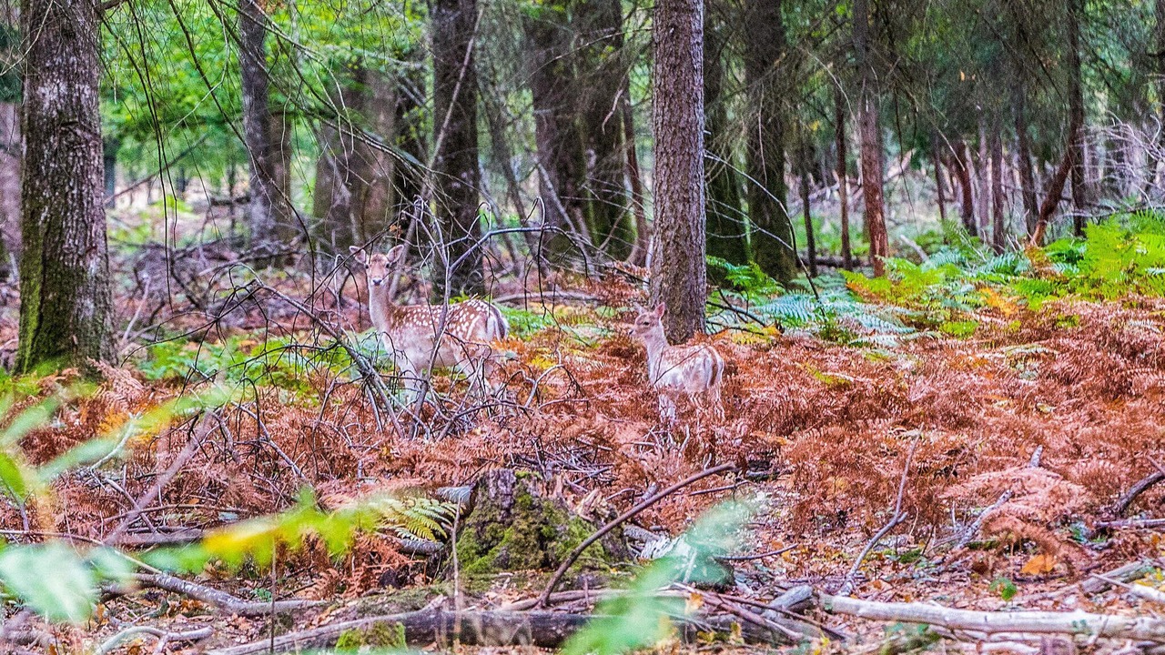 Photo of Others in Blancafort