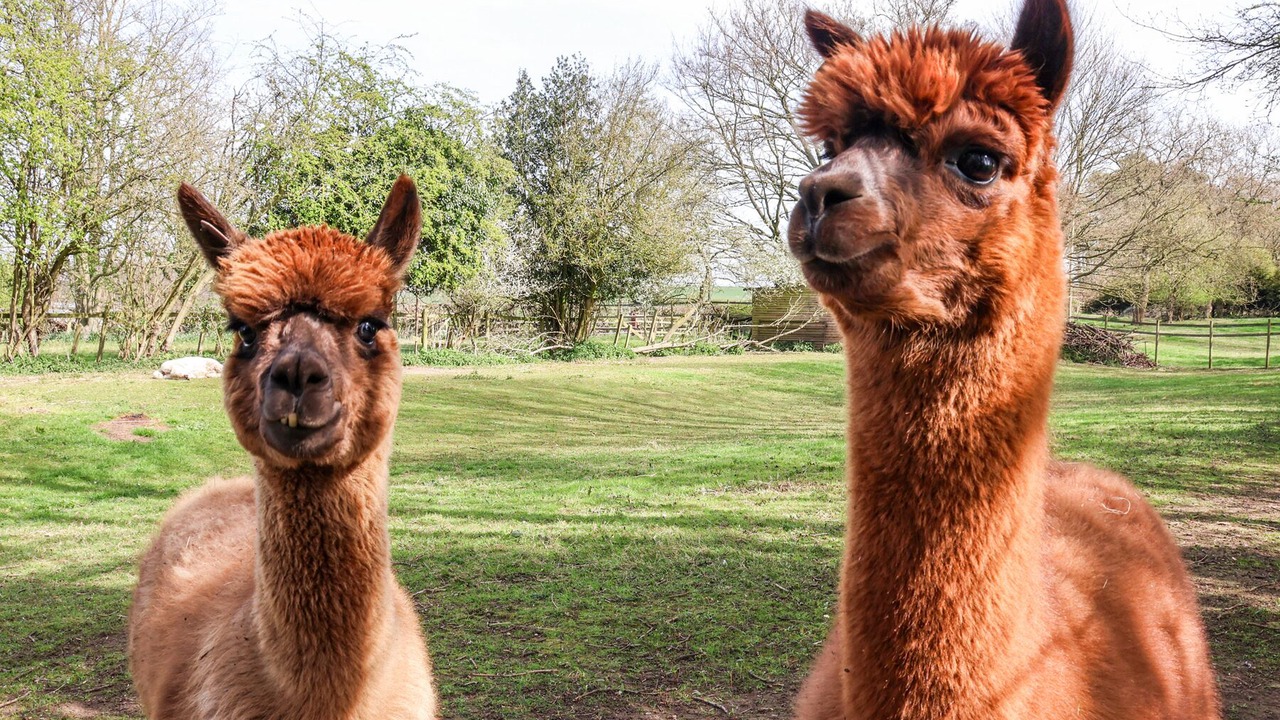 Photo of Others in Bedale