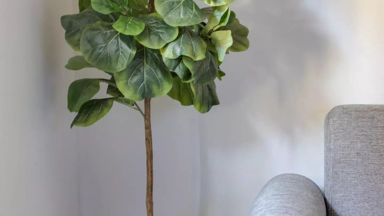 Photo of Others in Suwanee