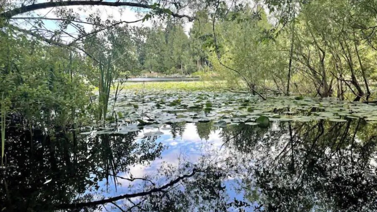 Photo of Others in Haller Lake