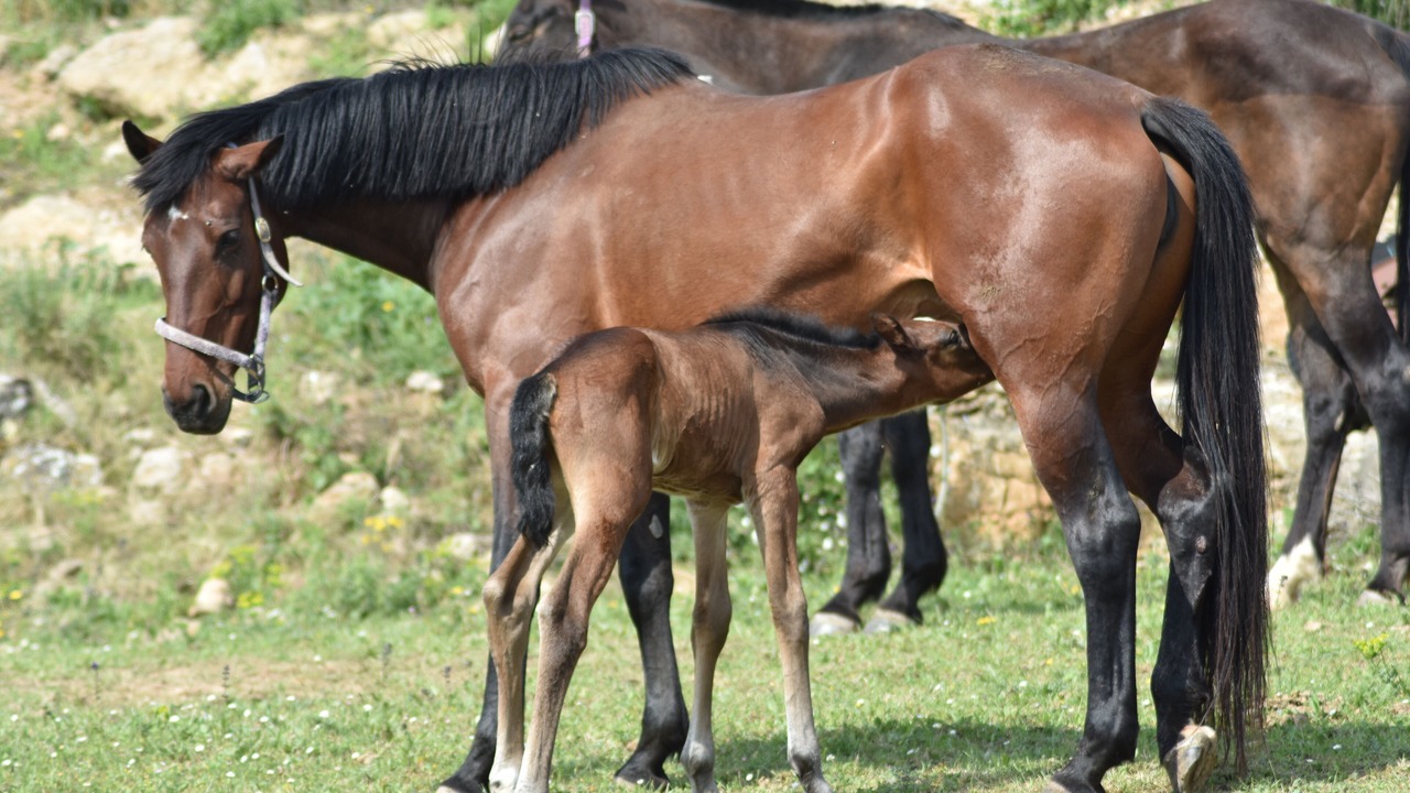 Photo of Others in Villefloure
