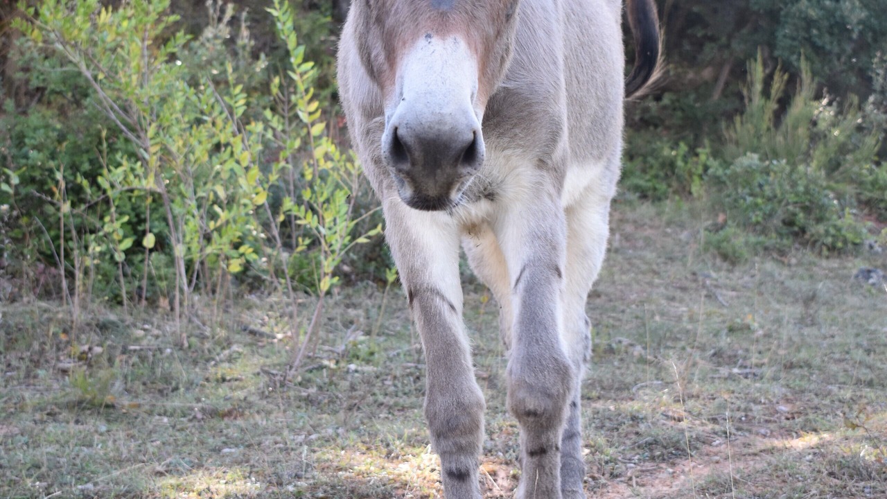 Photo of Outdoor in Villefloure