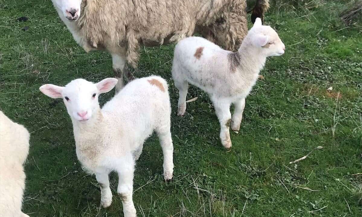 Photo of Others in Yea