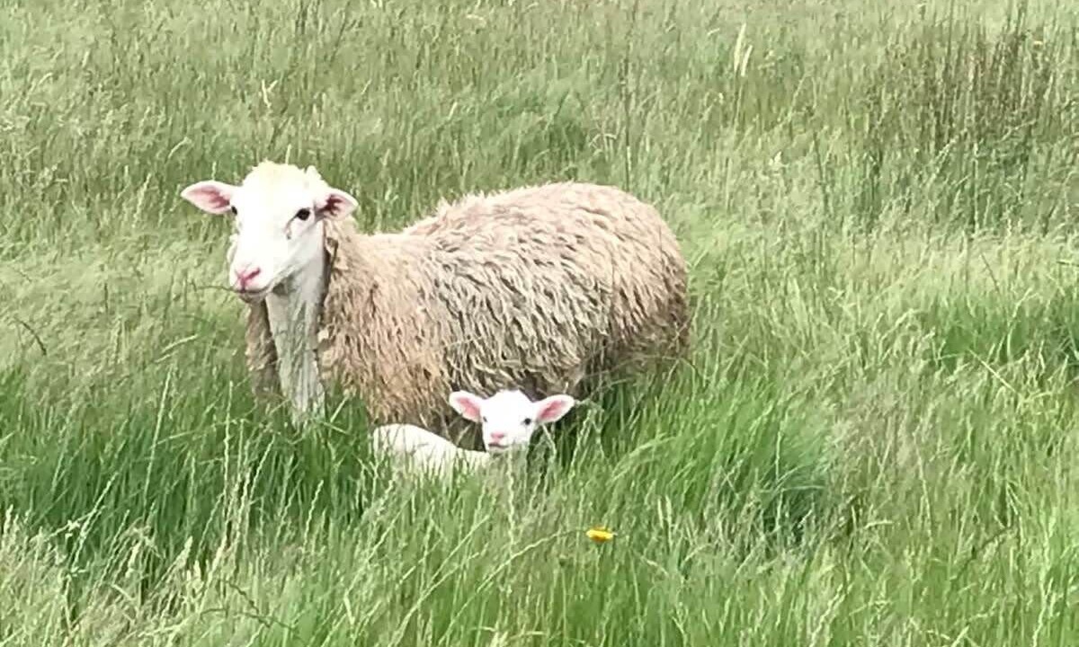 Photo of Others in Yea