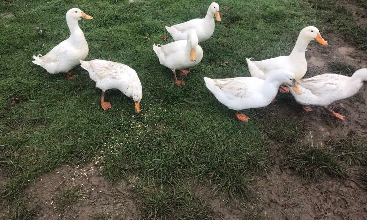 Photo of Outdoor in Yea