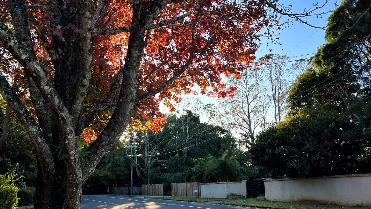 Photo of Others in Maleny