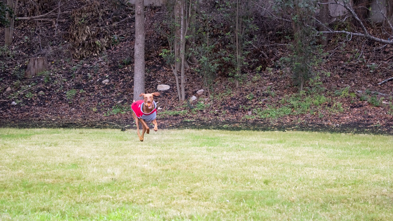 Photo of Others in Barton Hills