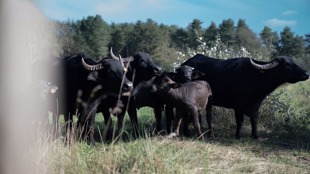 Photo of Outdoor in Saint-Quentin-en-Tourmont