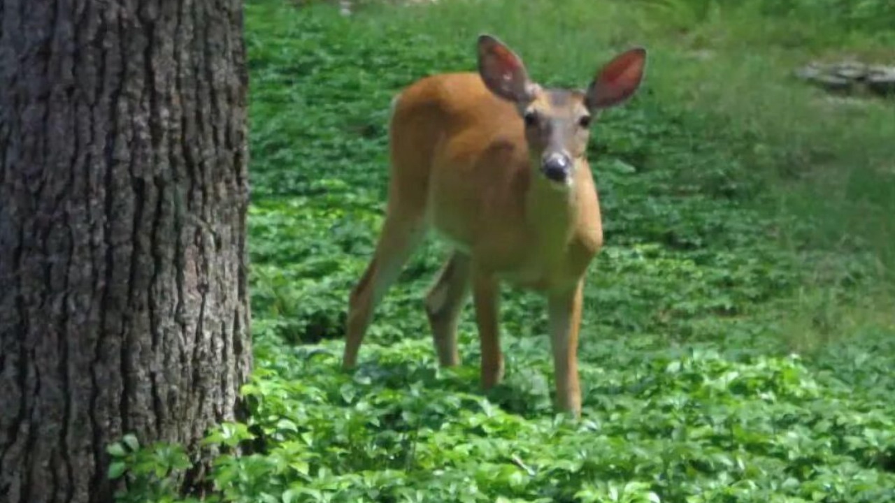 Photo of Others in Lake Harmony