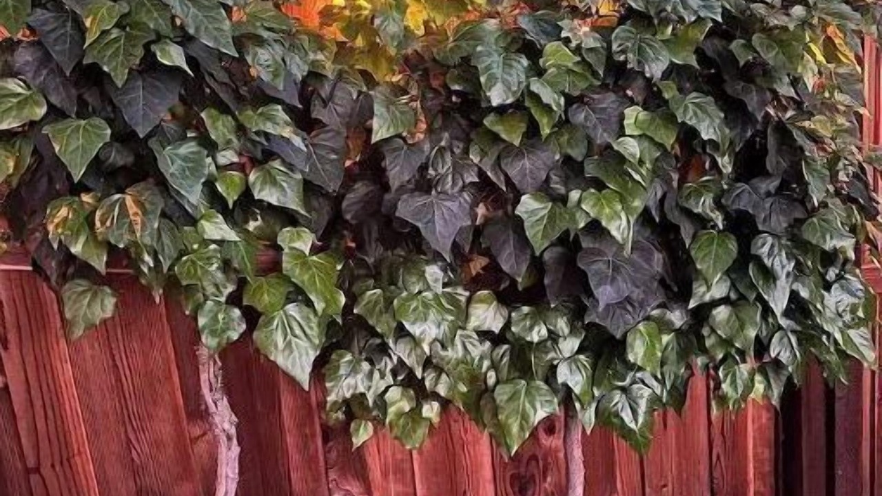 Photo of Outdoor in Placerville