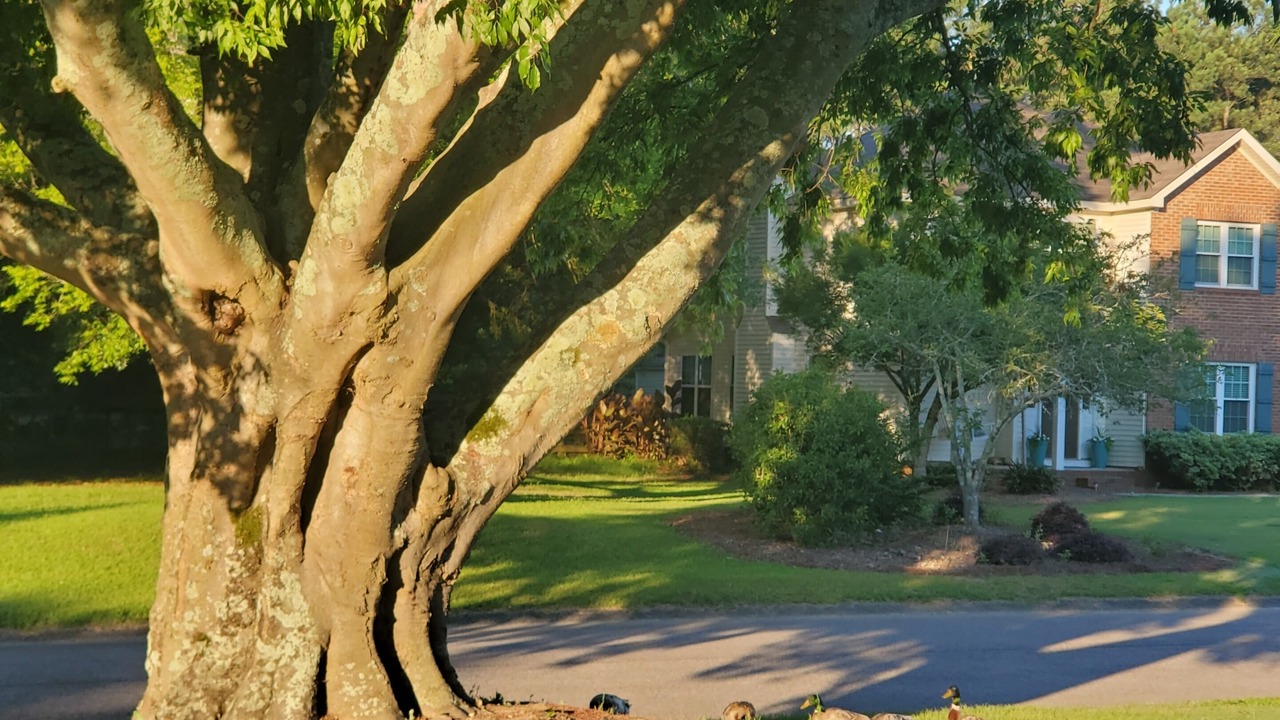 Photo of Outdoor in Aiken
