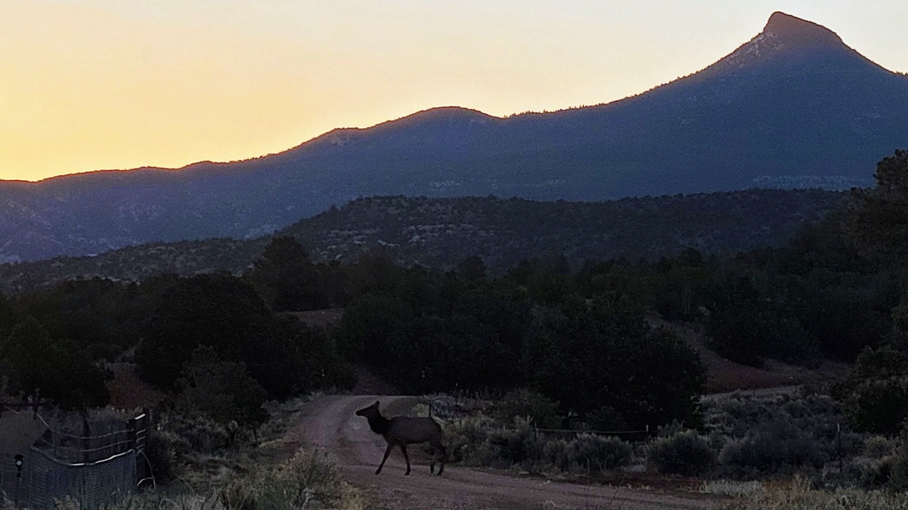 Photo of Others in Coyote
