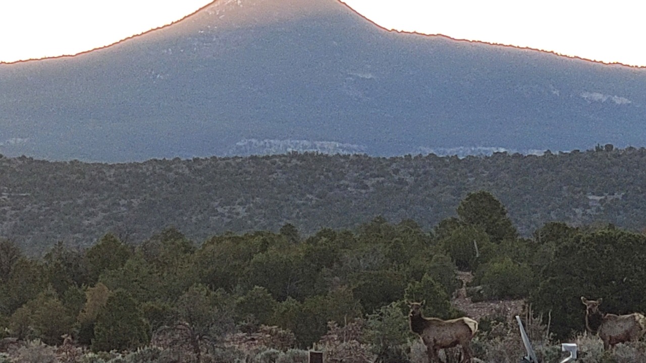 Photo of Others in Coyote