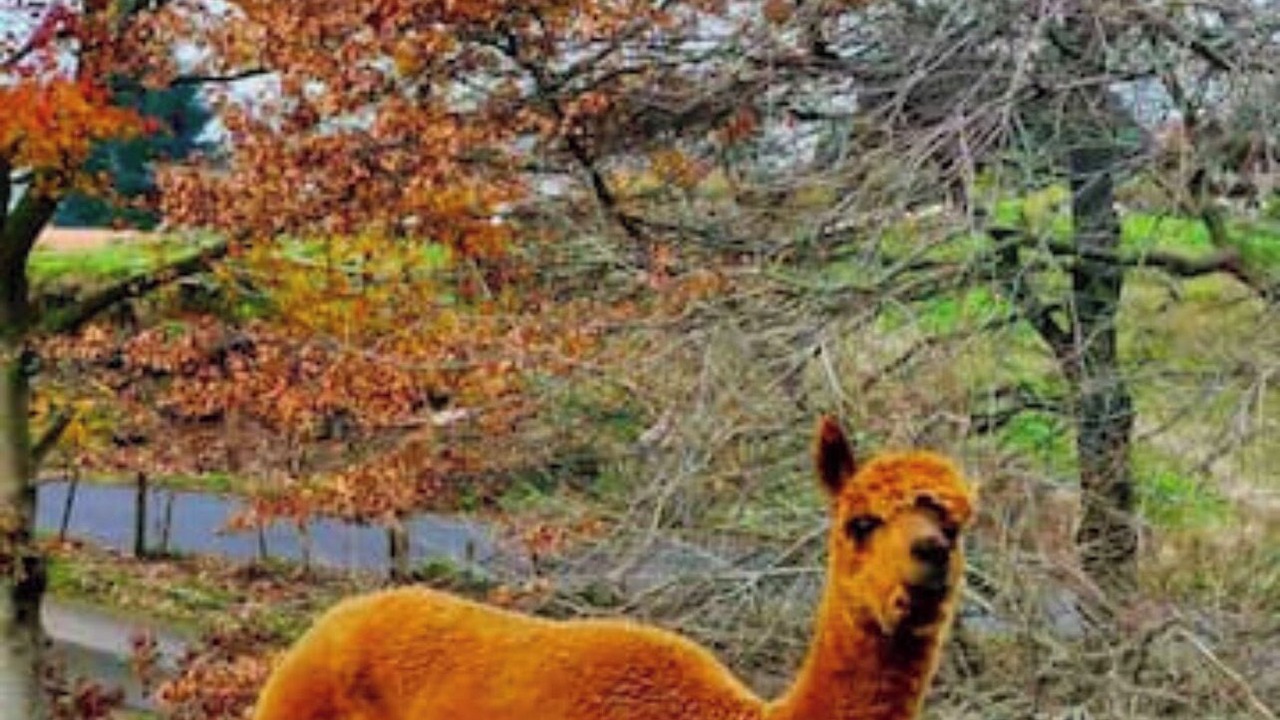 Photo of Outdoor in Rotorua