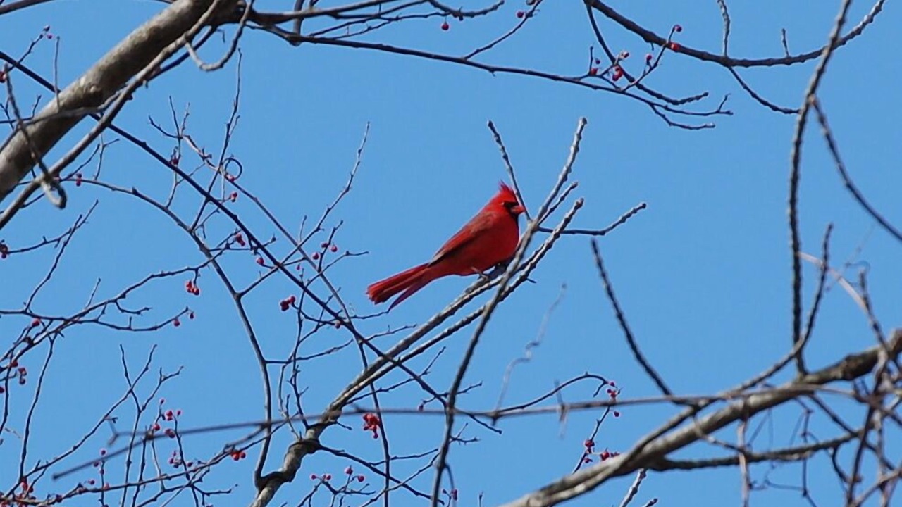 Photo of Others in Cooperstown