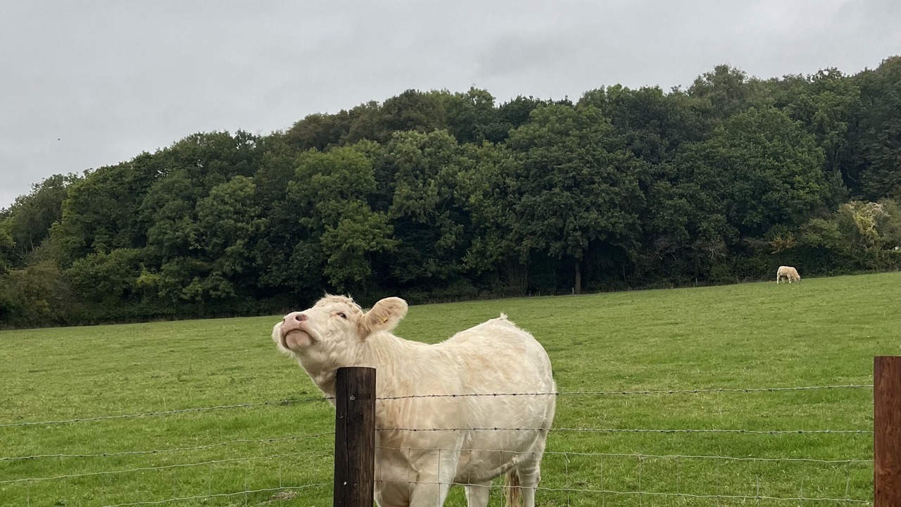 Photo of Outdoor in Congresbury