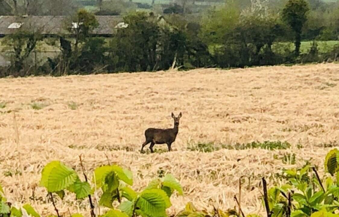 Photo of Outdoor in Congresbury