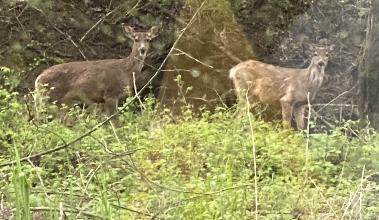 Photo of Outdoor in Salem