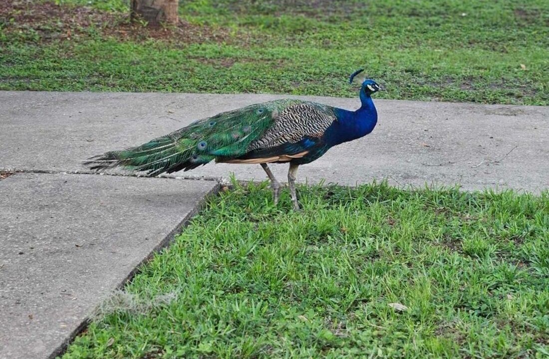Photo of Outdoor in Homosassa