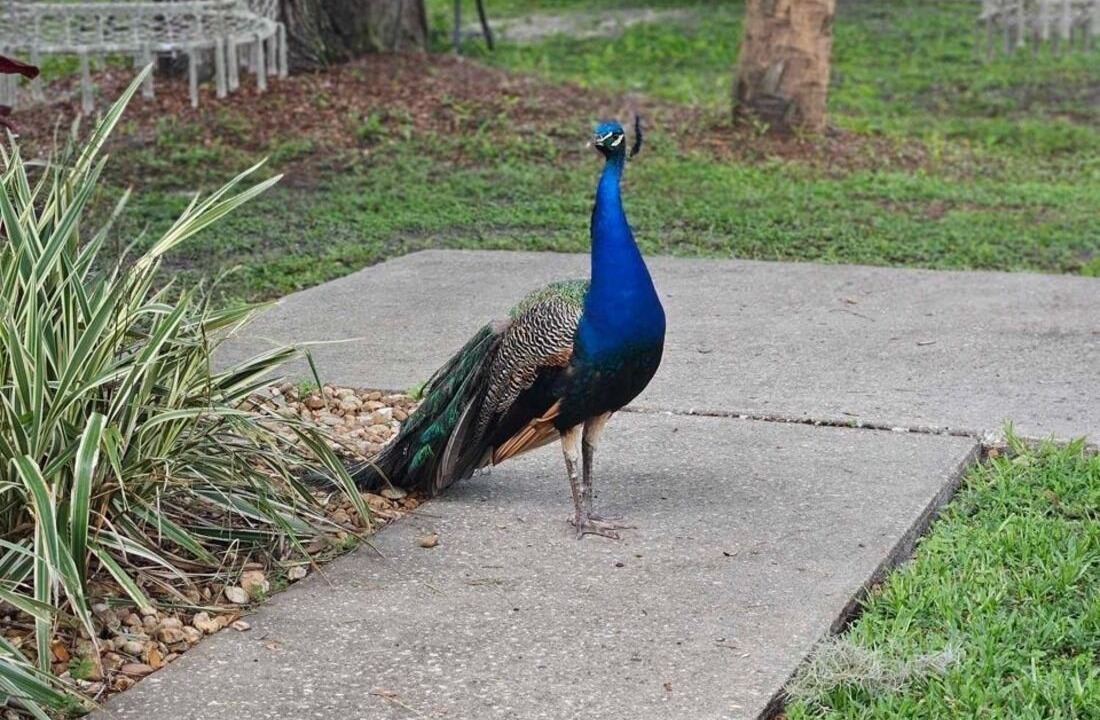 Photo of Outdoor in Homosassa