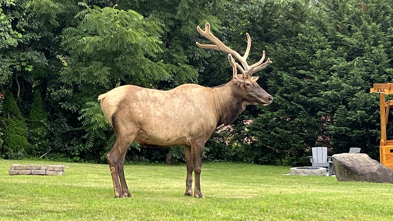Photo of Others in Maggie Valley
