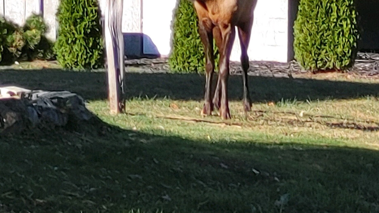 Photo of Others in Maggie Valley