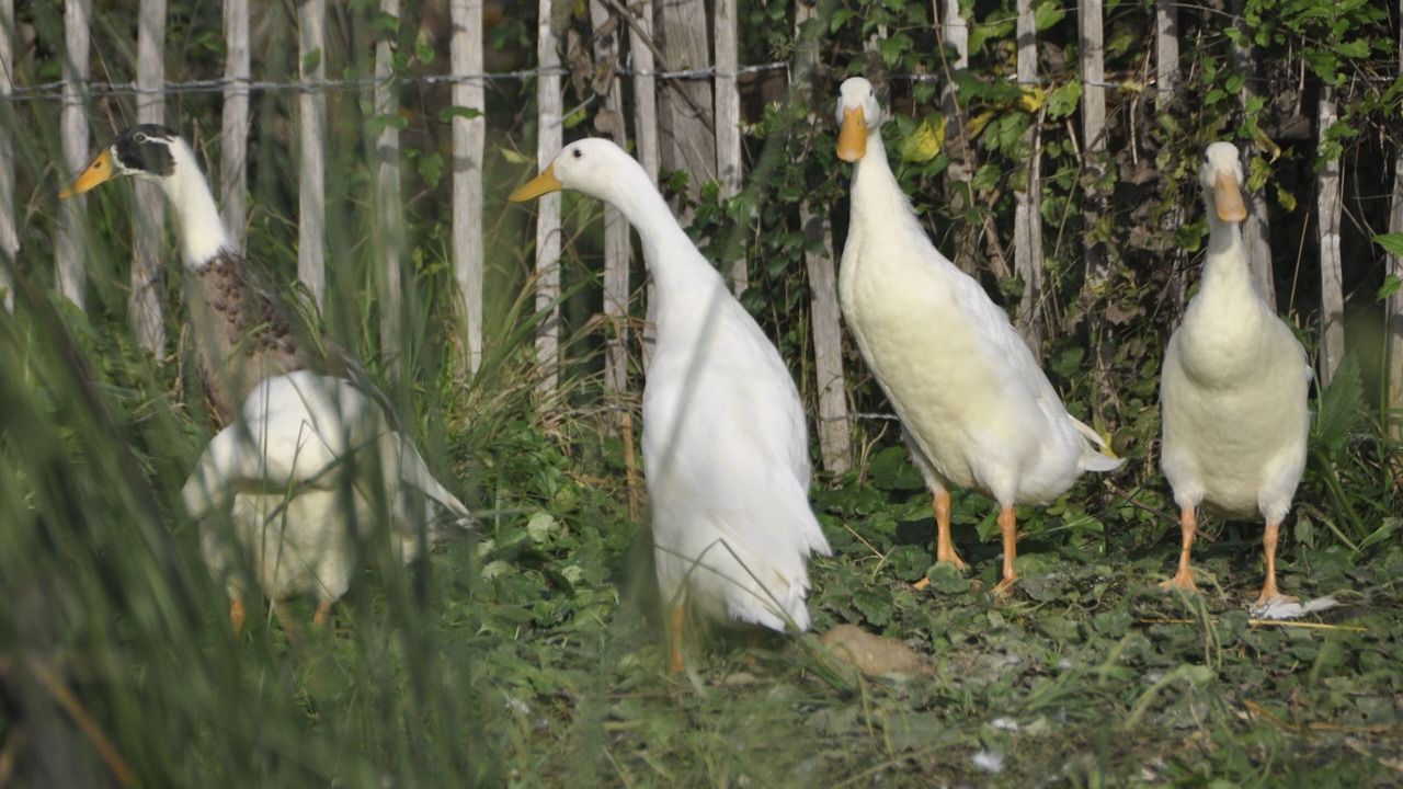 Photo of Others in Rochegude