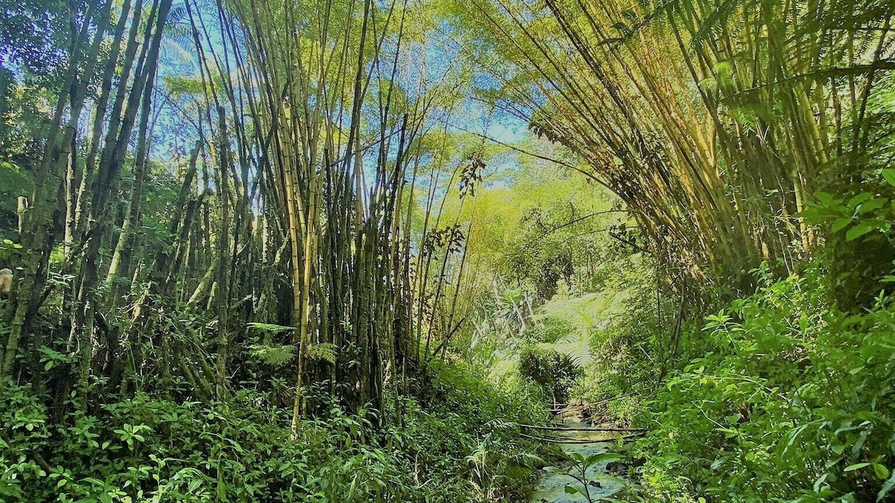 Photo of Outdoor in Keaau