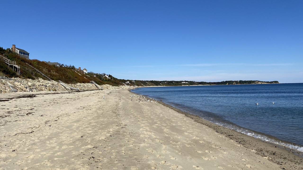 Photo of Others in Cedar Bushes