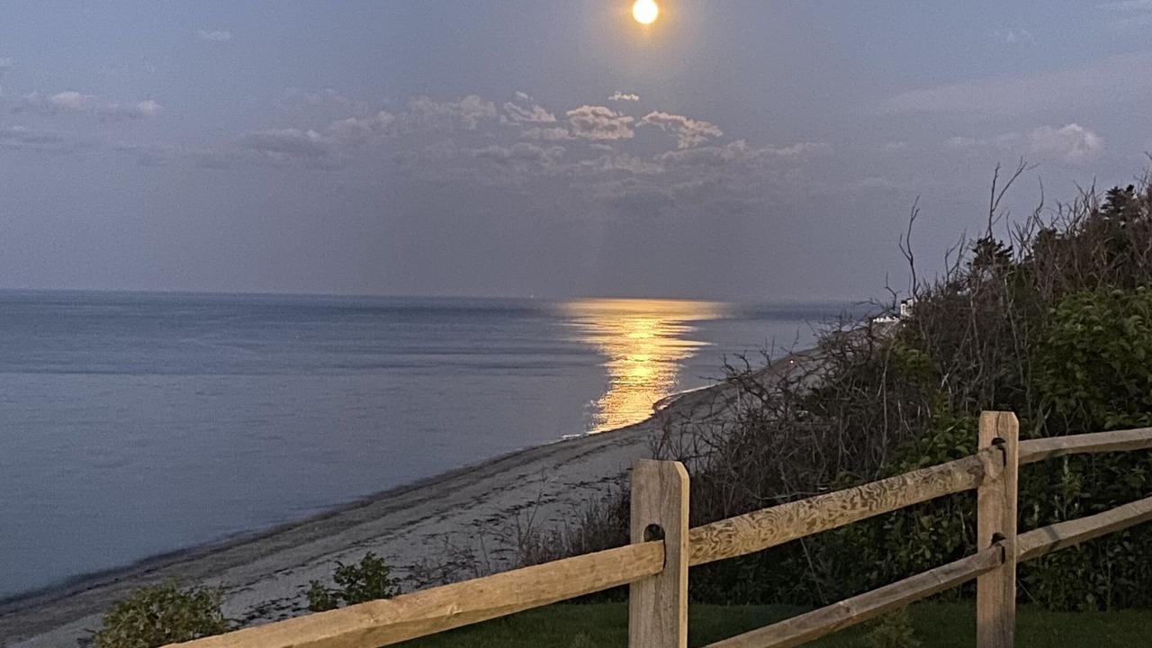 Photo of Others in Cedar Bushes