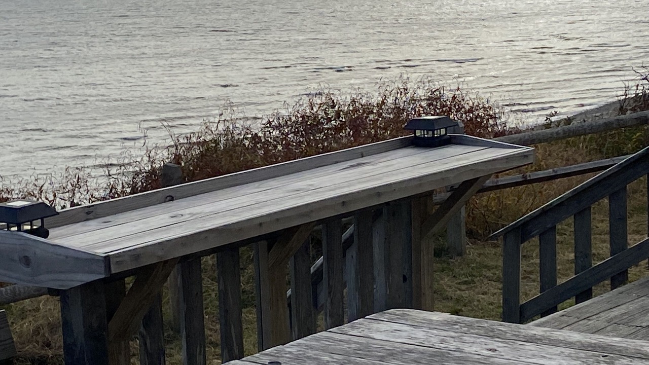 Photo of Others in Cedar Bushes