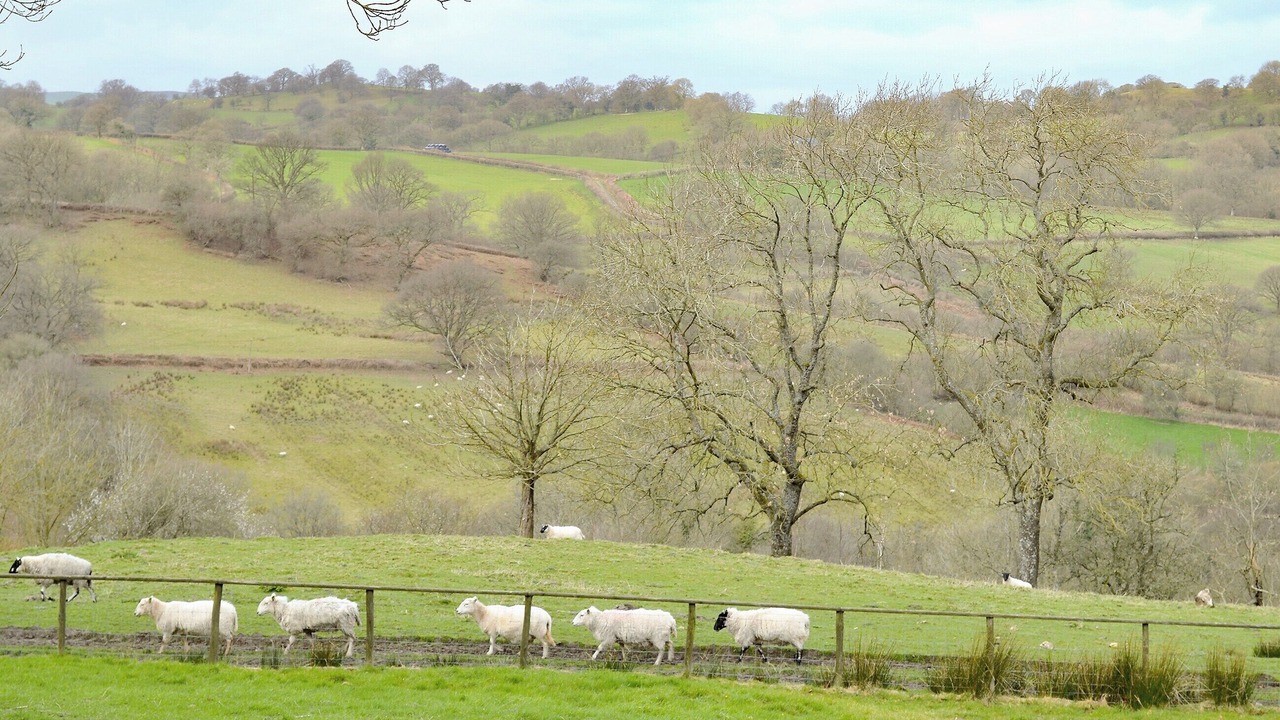 Photo of Others in Penybont