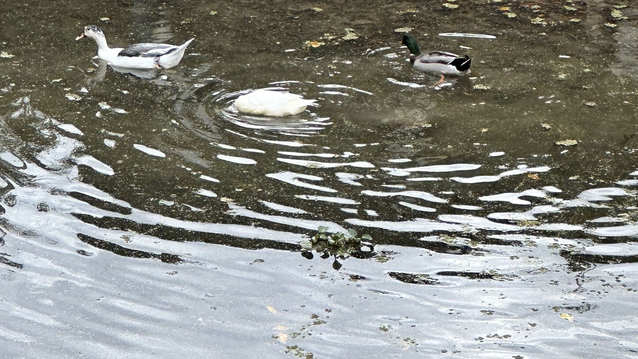 Photo of Others in Willis