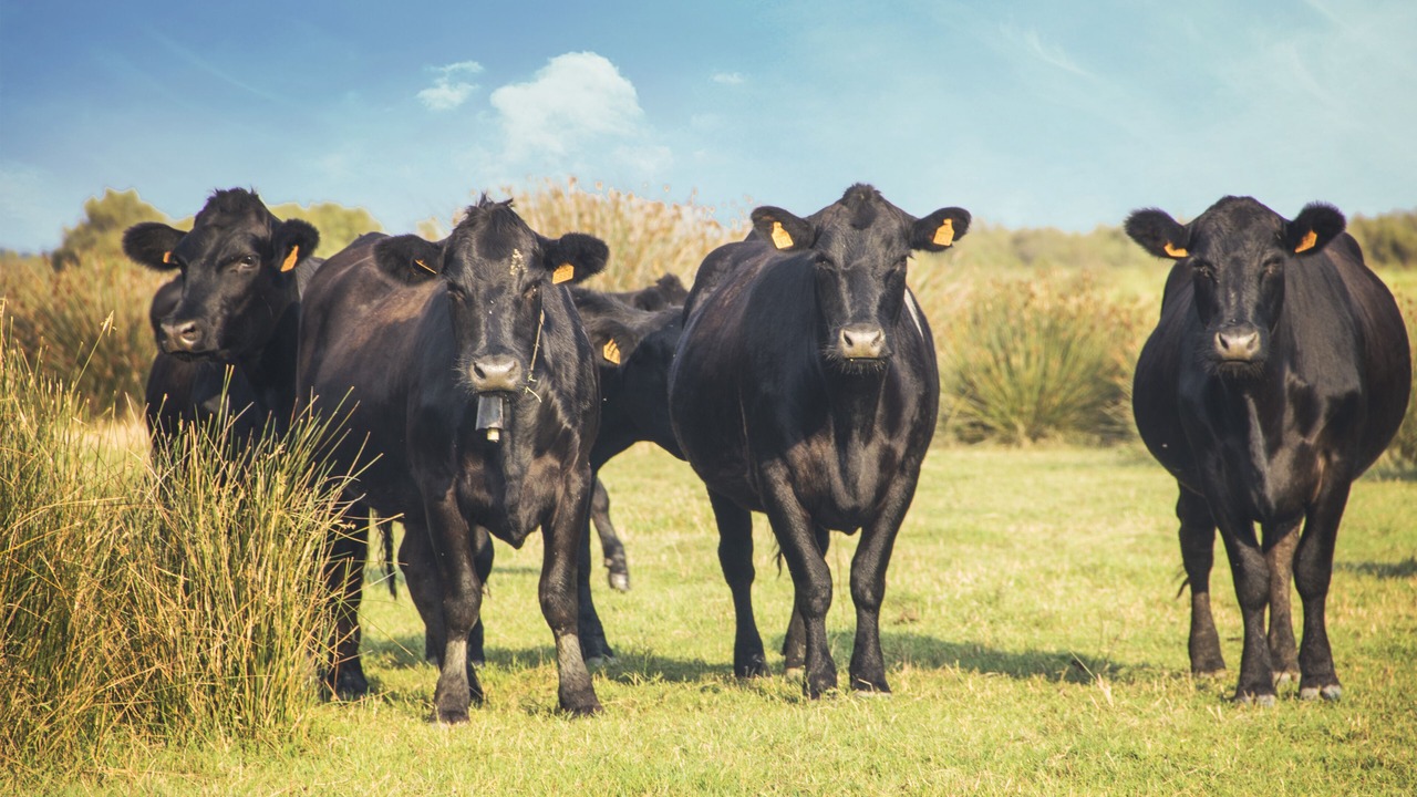 Photo of Outdoor in Fleury