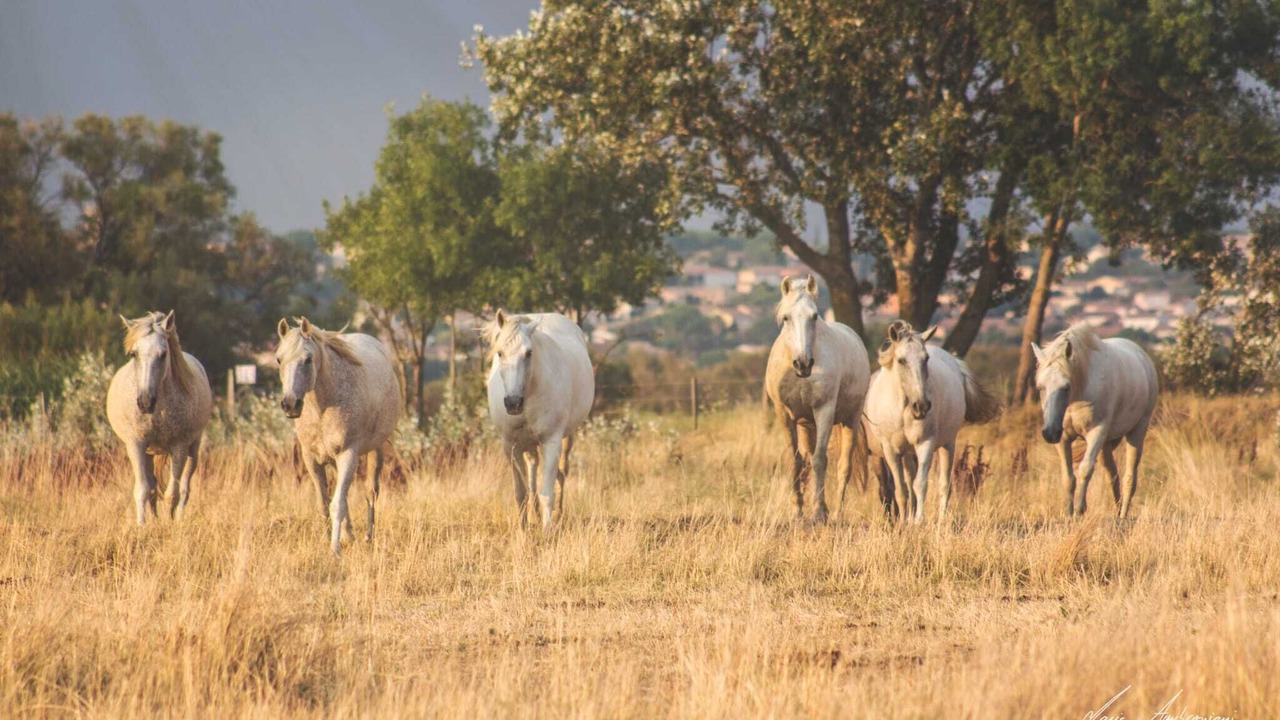 Photo of Outdoor in Fleury