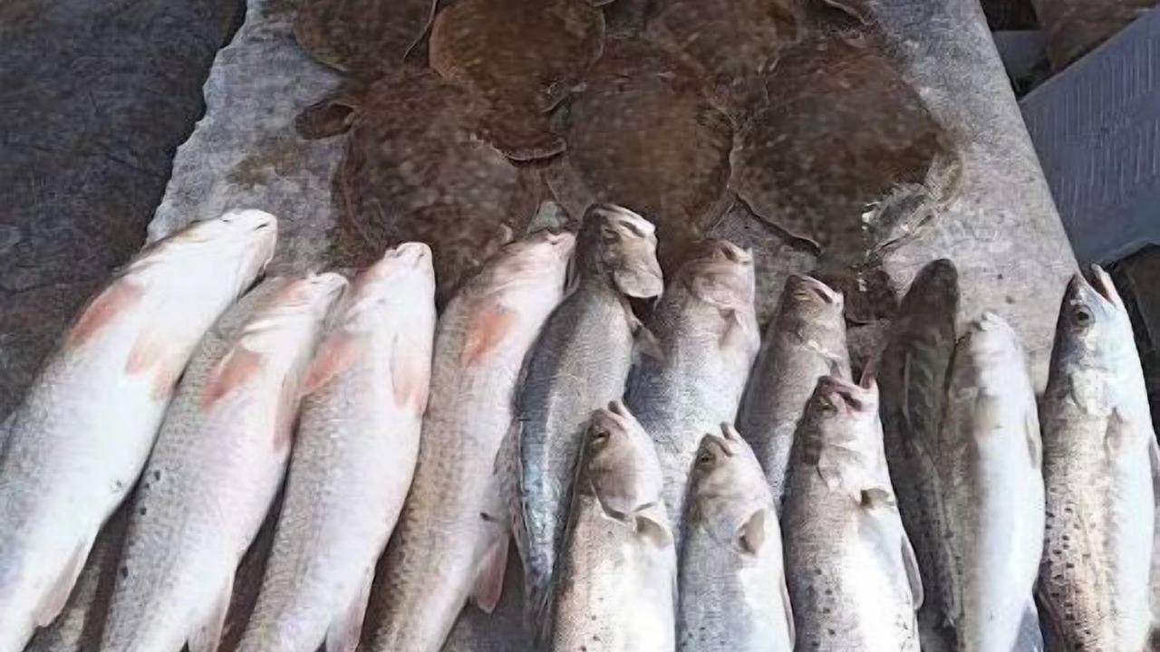 Photo of Others in Texas Gulf Coast