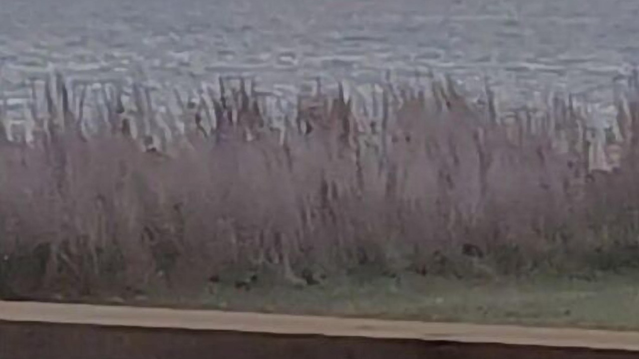 Photo of Others in Texas Gulf Coast