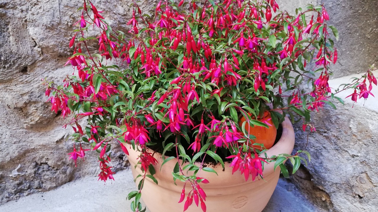 Photo of Patio Balcony in Champeix