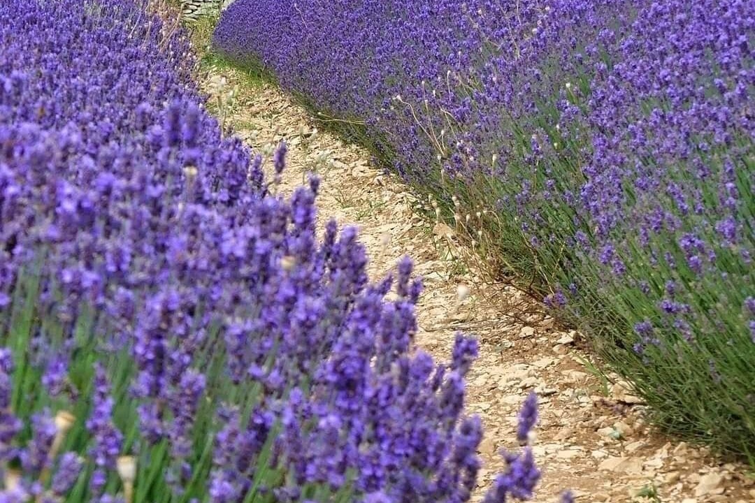 Photo of Outdoor in Villeneuve-les-Avignon