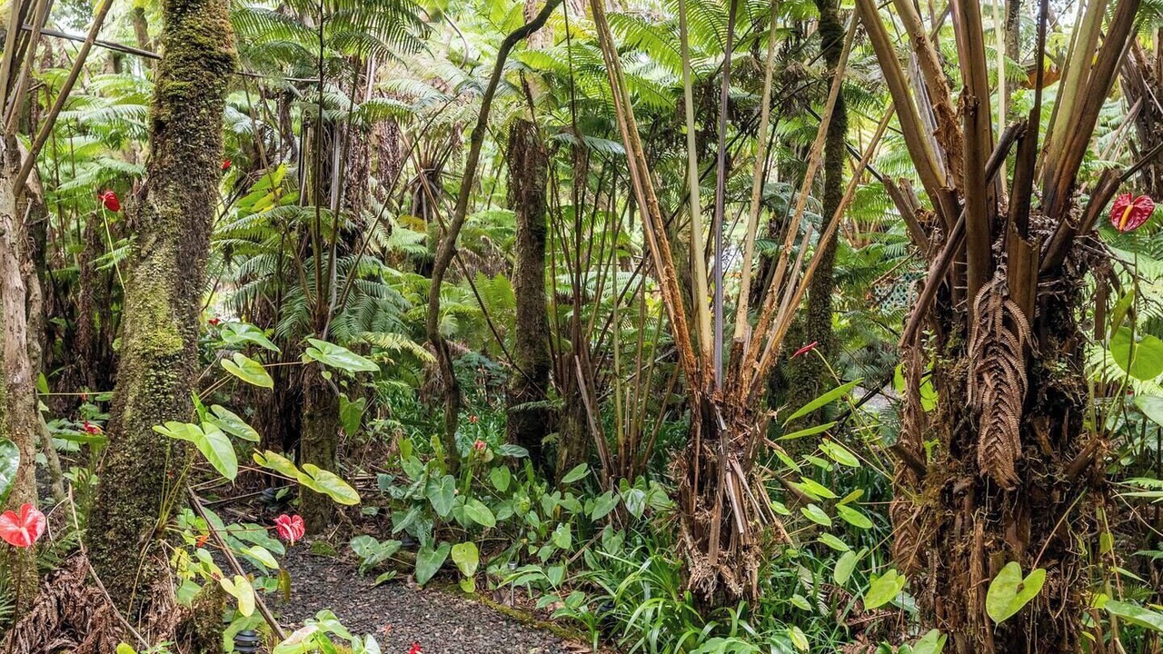 Photo of Outdoor in Volcano