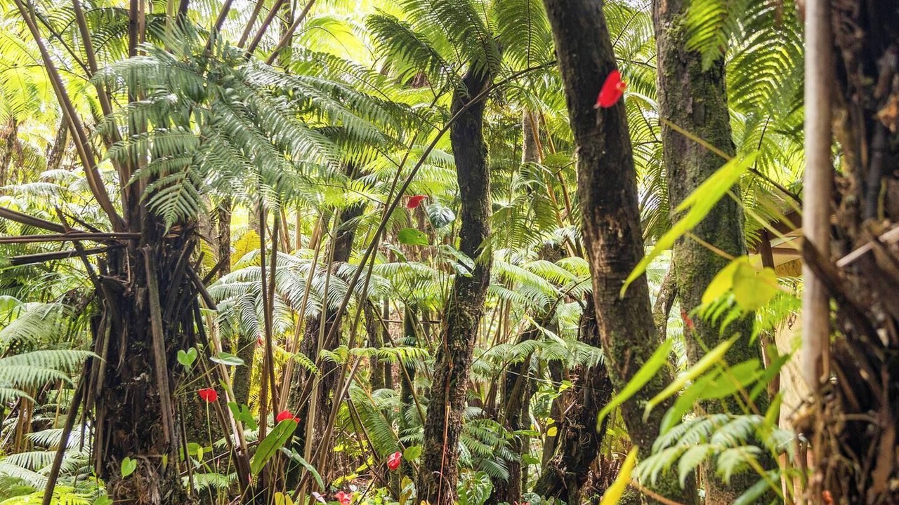 Photo of Outdoor in Volcano