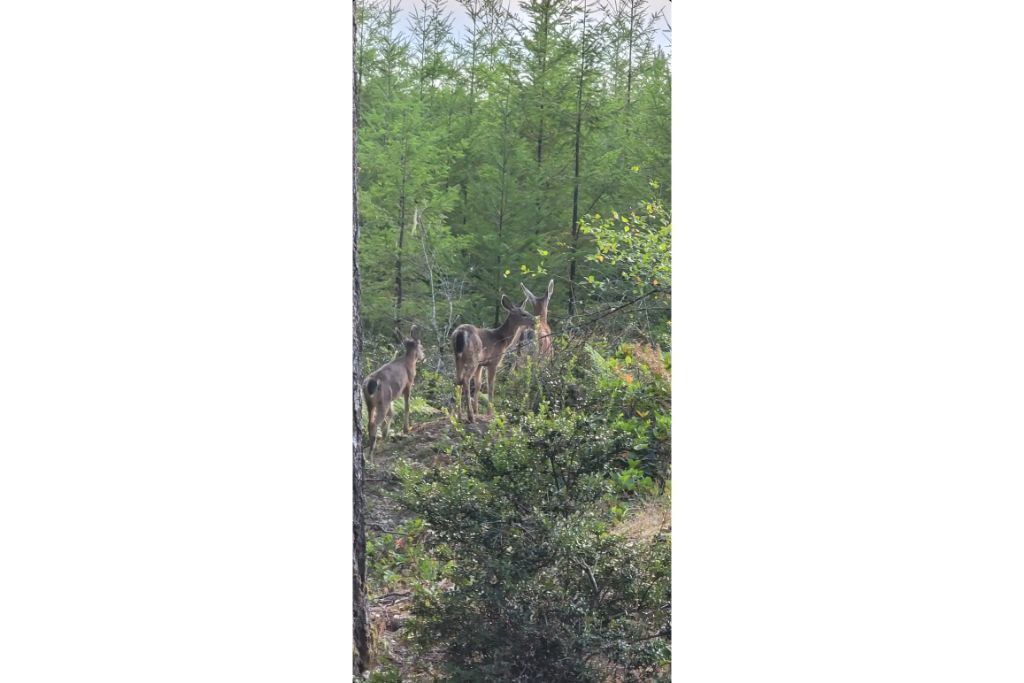 Photo of Others in Grapeview